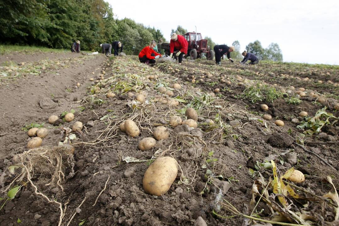 Žiemą laukia kainų šokas