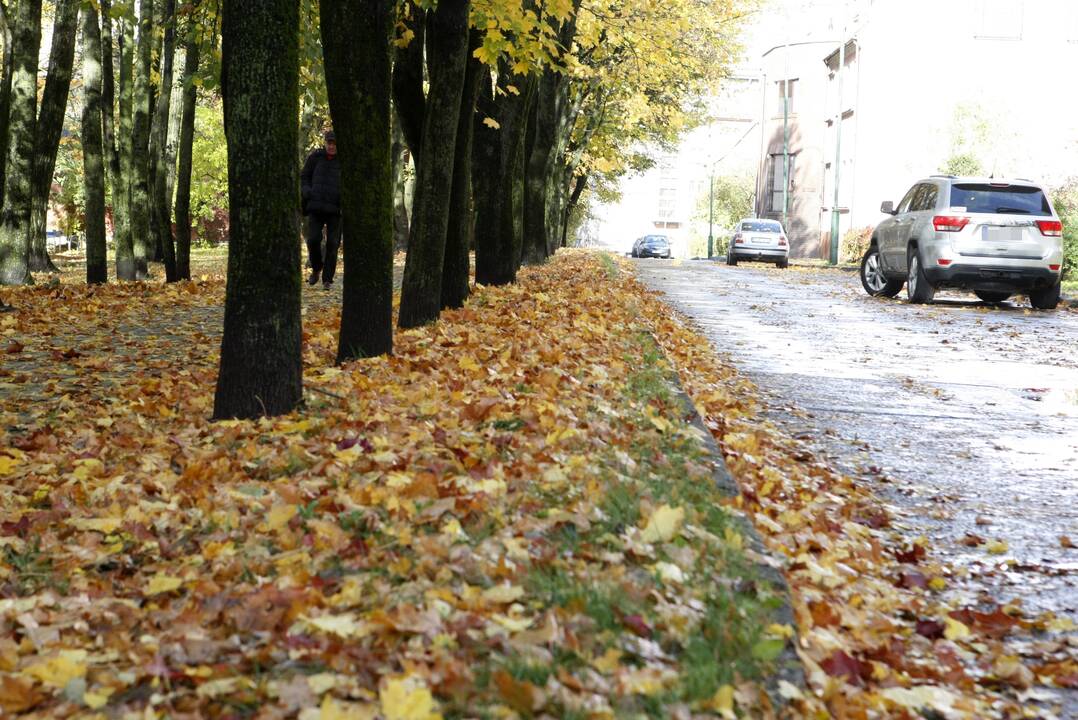 Prapliupus lietui, krintantys lapai pridaro bėdų: technika gatvėse sukinėsis dažniau