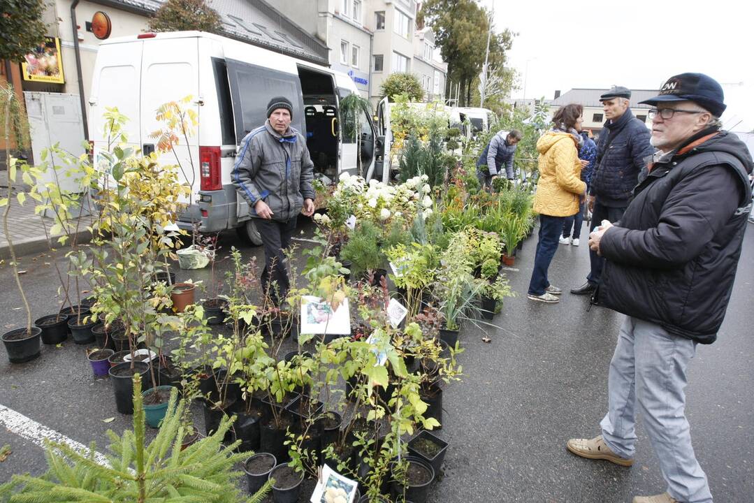 Rudens derliaus ir moliūgo šventė Kretingoje