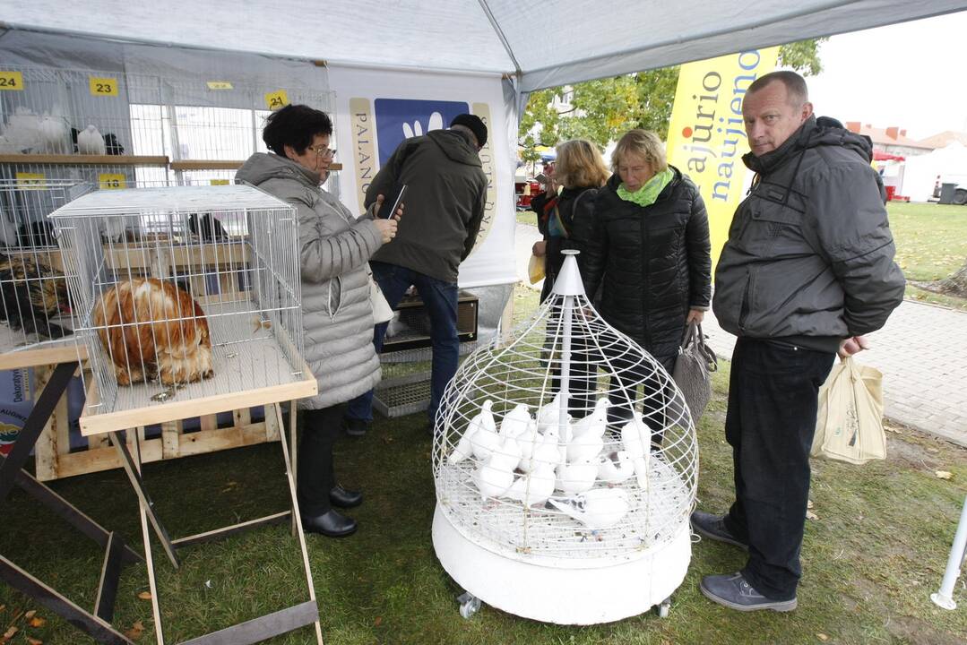 Rudens derliaus ir moliūgo šventė Kretingoje