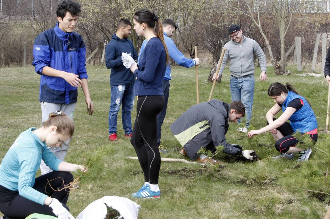 Klaipėdoje sodino pušis iš Neringos