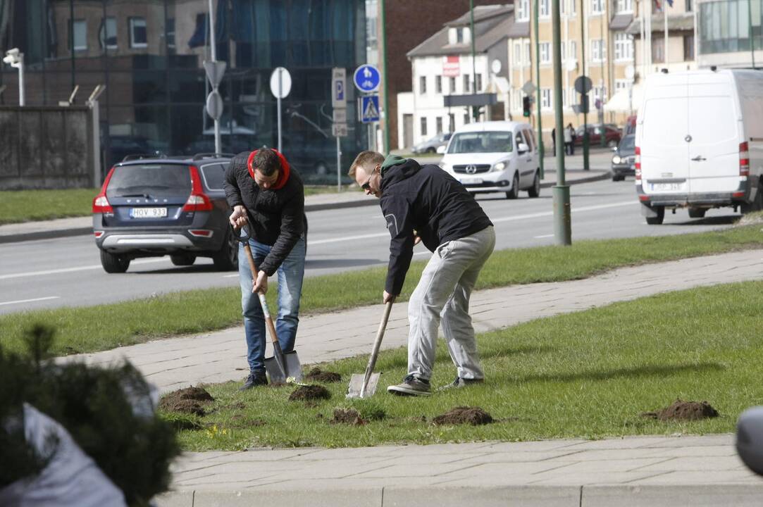 Klaipėdoje sodino pušis iš Neringos