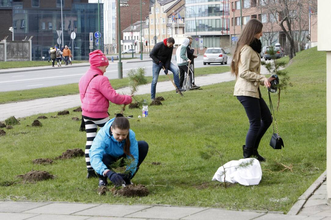 Klaipėdoje sodino pušis iš Neringos