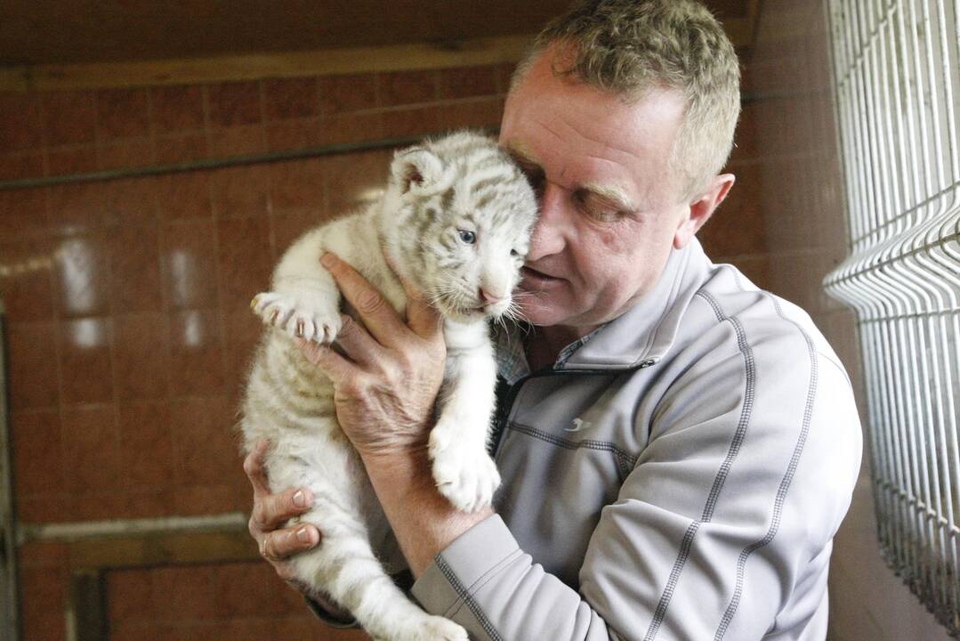 Klaipėdos zoologijos sode gimė baltosios tigriukės