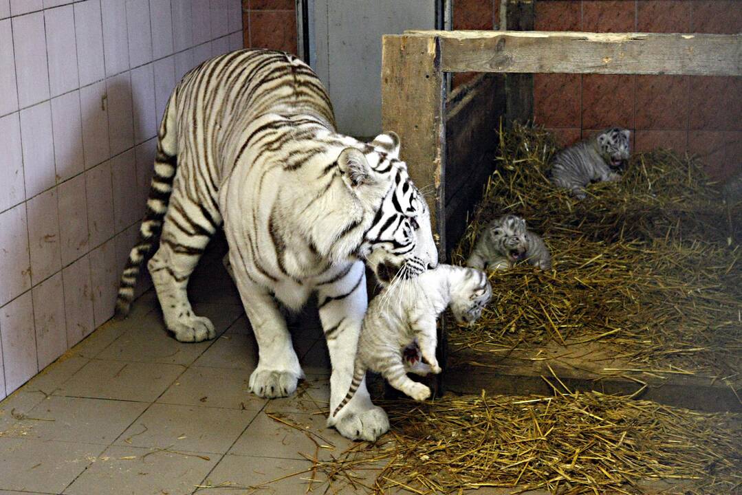 Klaipėdos zoologijos sode gimė baltosios tigriukės