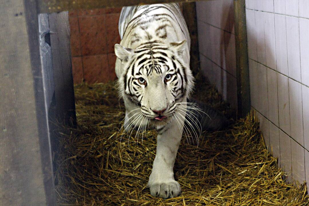 Klaipėdos zoologijos sode gimė baltosios tigriukės