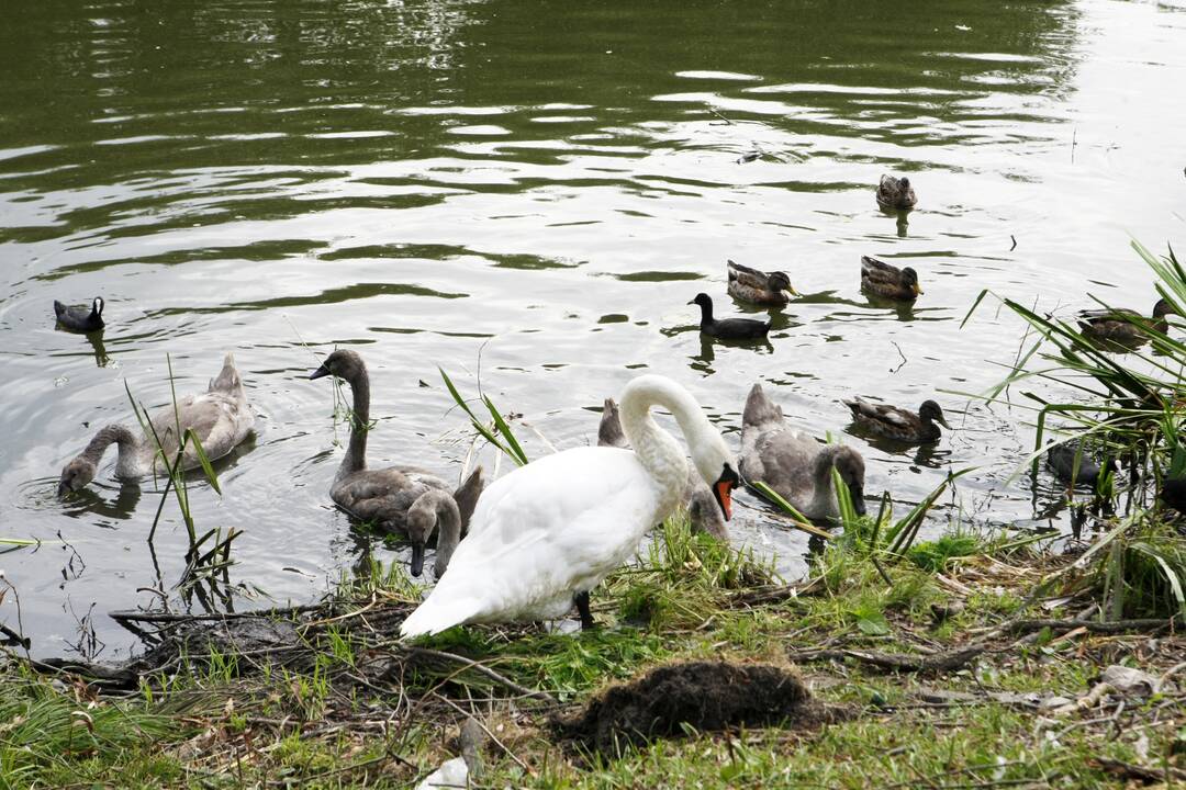 Užsitęsė darbai Malūno parke: tikisi, kad planai nežlugs