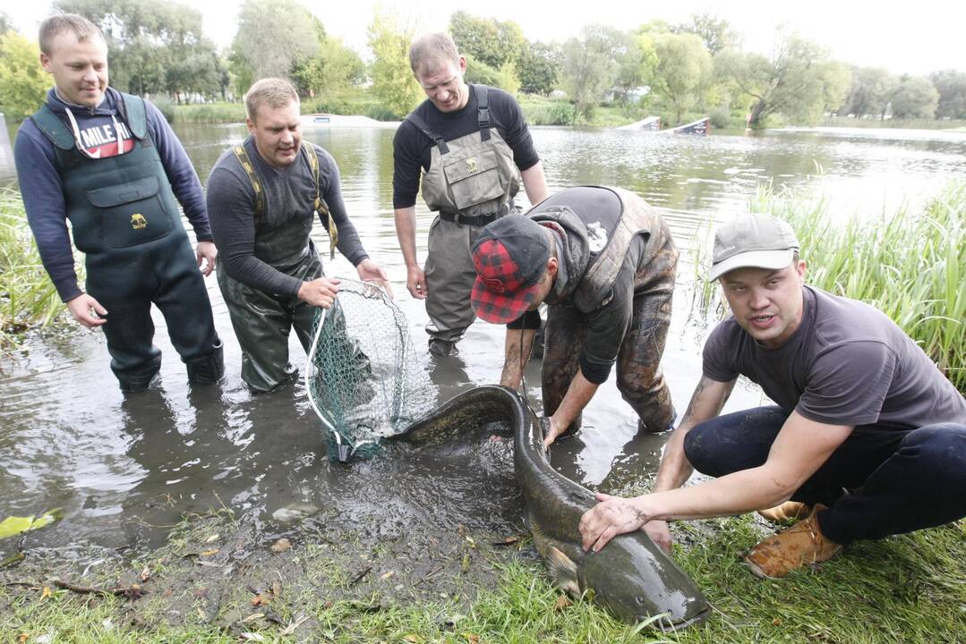 Trinyčiuose apgyvendintas žmogaus dydžio šamas