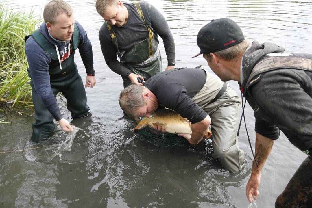 Trinyčiuose apgyvendintas žmogaus dydžio šamas