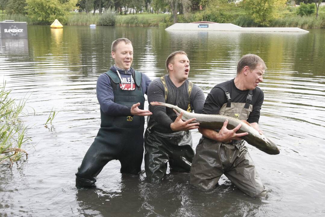 Trinyčiuose apgyvendintas žmogaus dydžio šamas