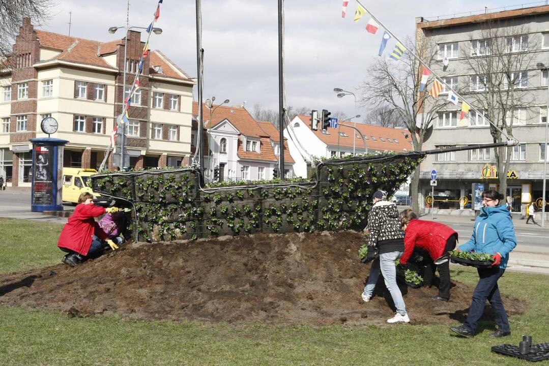 Klaipėdoje pradėjo sodinti gėles