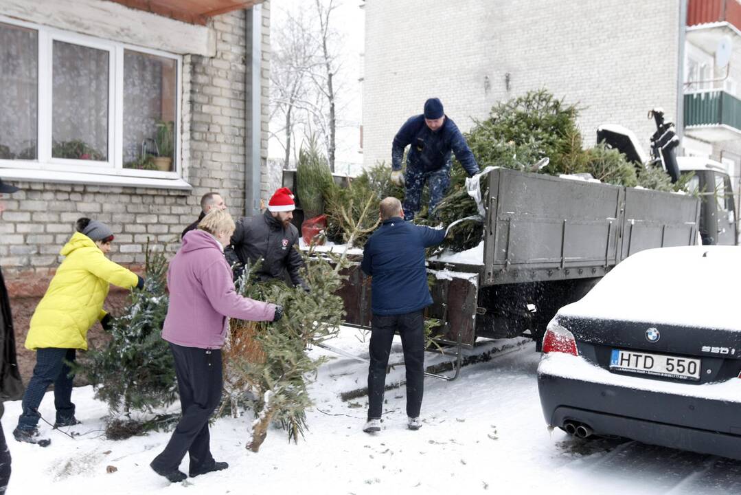 Klaipėdiečių eglutės iškeliauja į zoologijos sodą