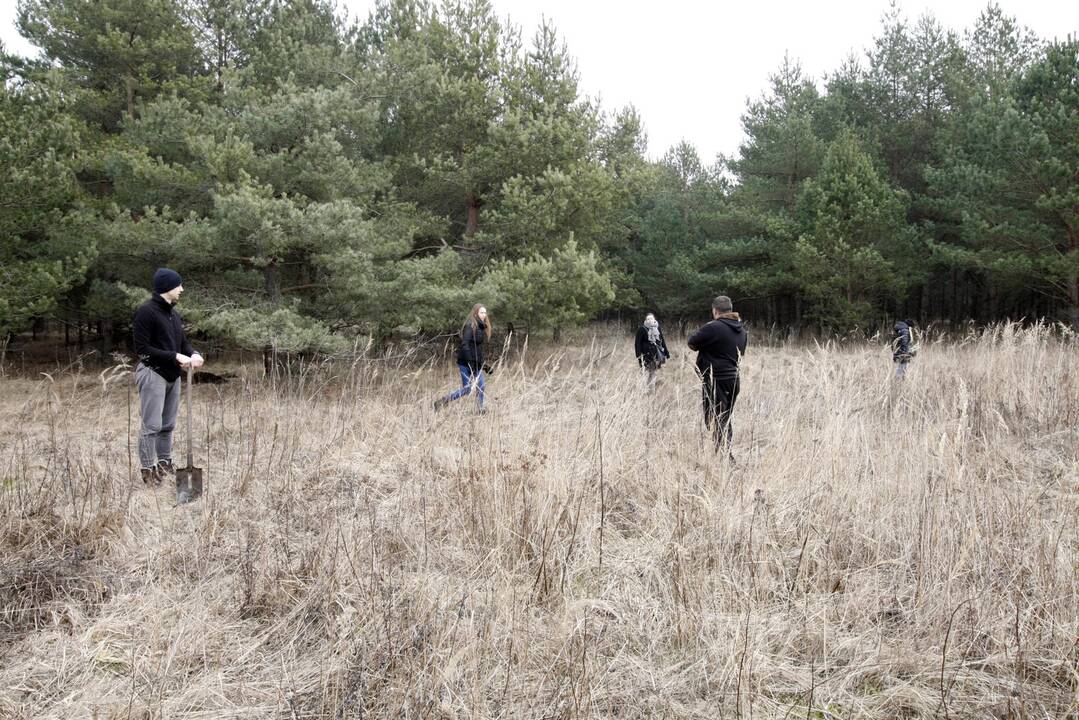 Dingusio vaikino paieška