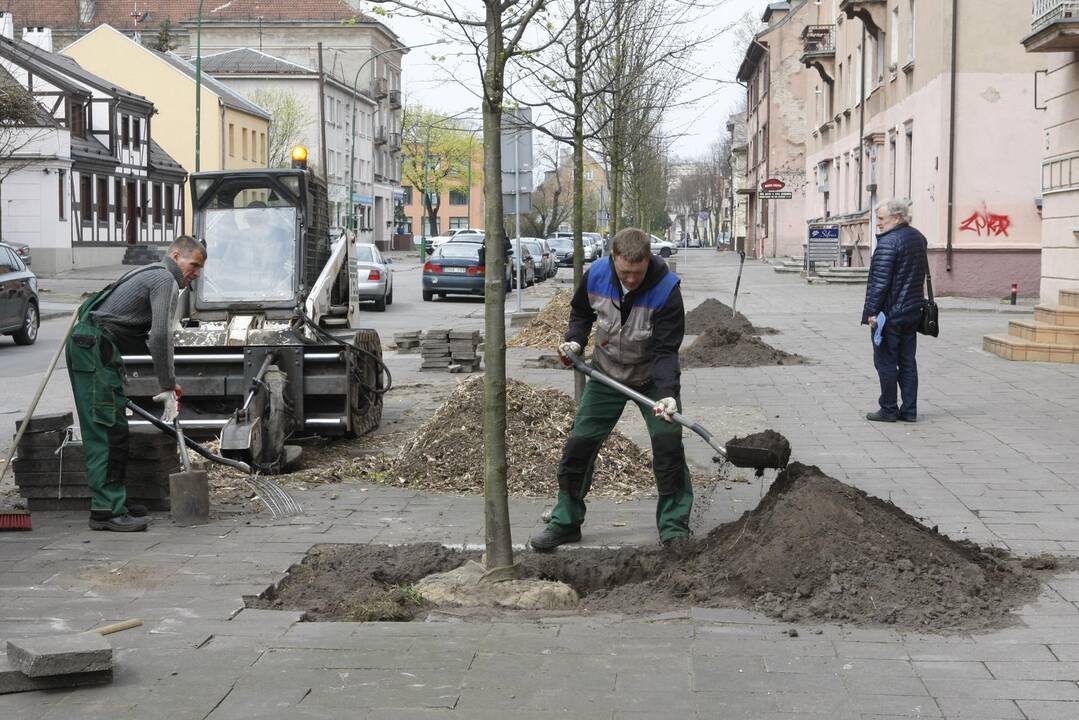 Medžių sodinimas