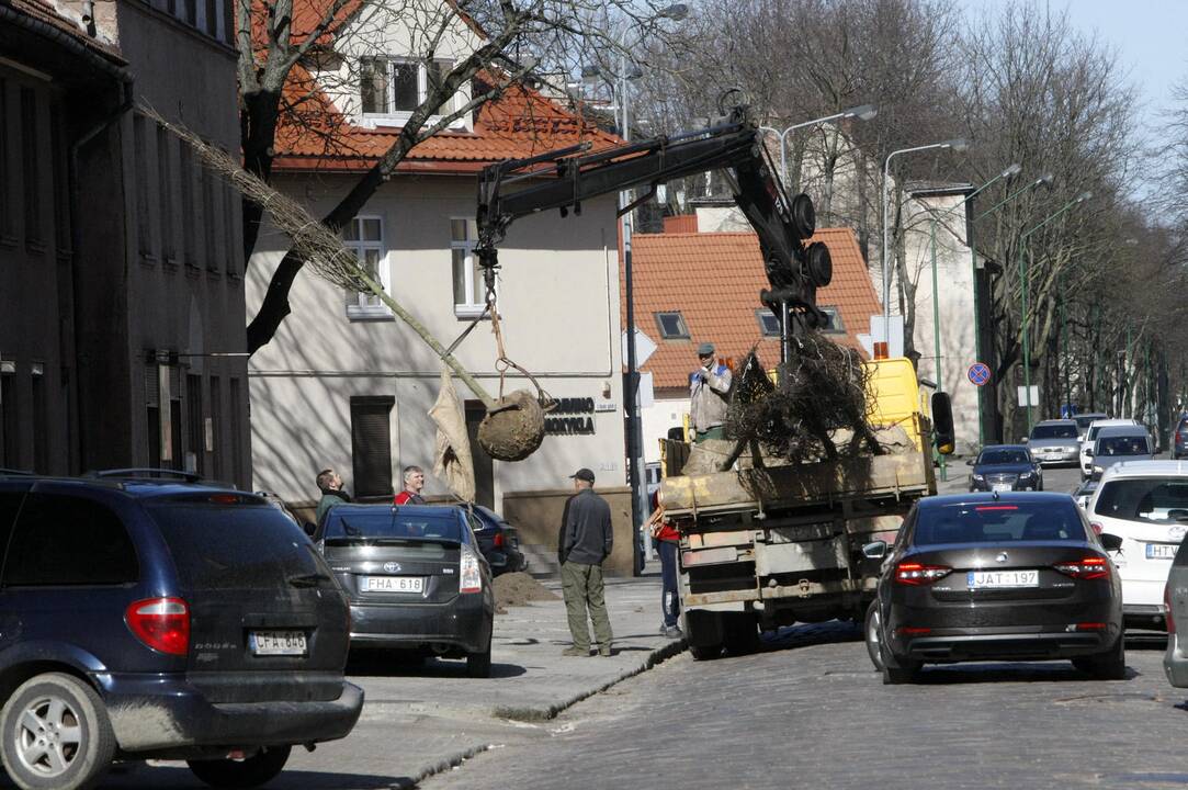 I. Kanto gatvei – prabangūs medžiai