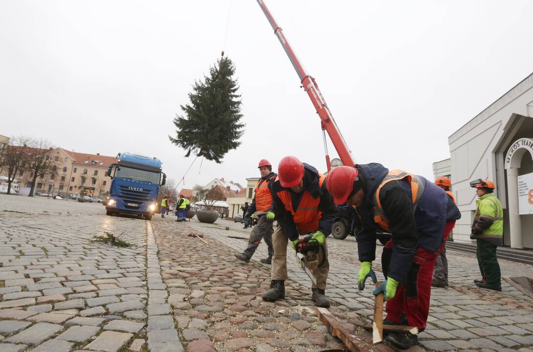 Klaipėda žiemos šventes pasitiks su gyva eglute