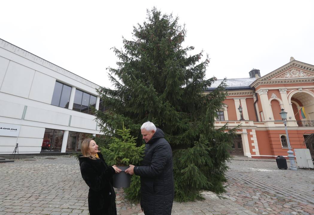 Klaipėda žiemos šventes pasitiks su gyva eglute