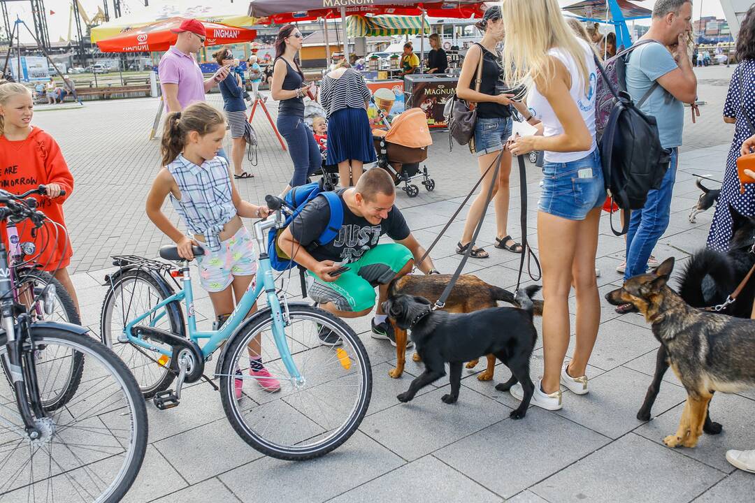 Tarptautinei benamių gyvūnų dienai – simbolinis žygis