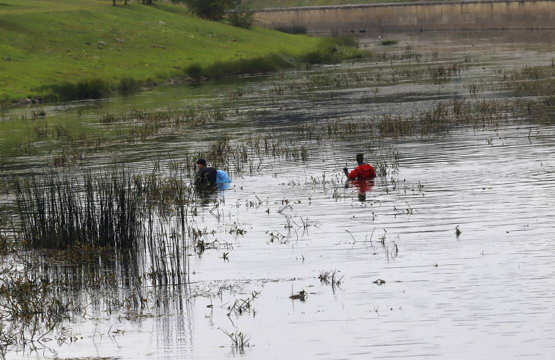 Kauniečiai valė Nemuną ir Nerį.