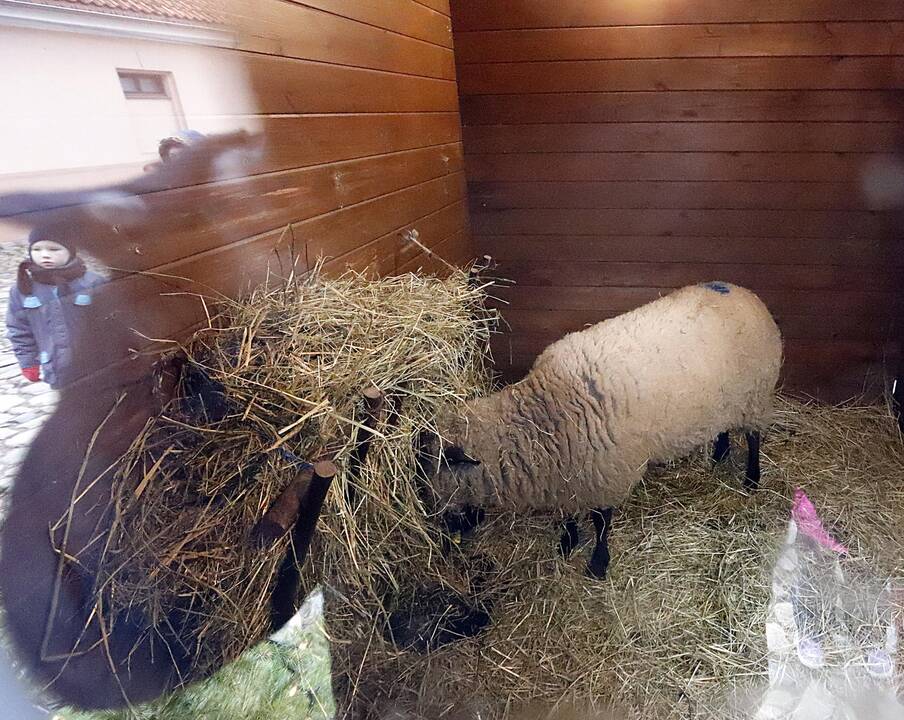 Antroji šv.Kalėdų diena prie Kauno eglės