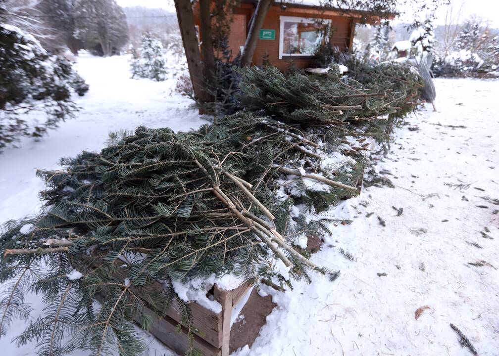 Kaune įsibėgėjo prekyba tikromis eglutėmis