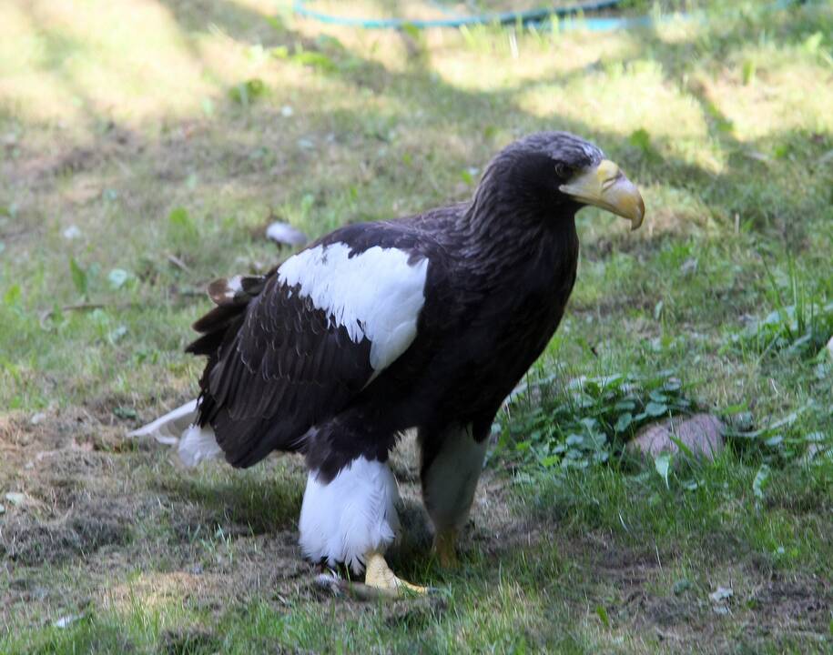 Zoologijos sodas prieš rekonstrukciją.