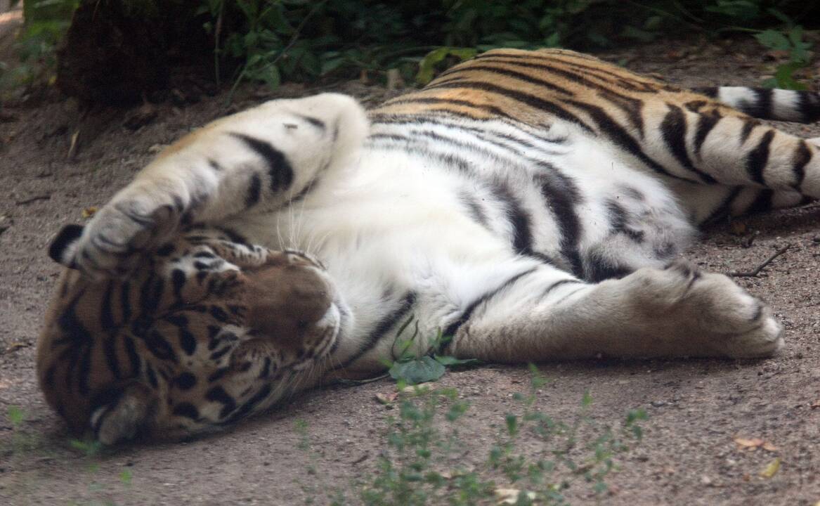 Zoologijos sodas prieš rekonstrukciją.