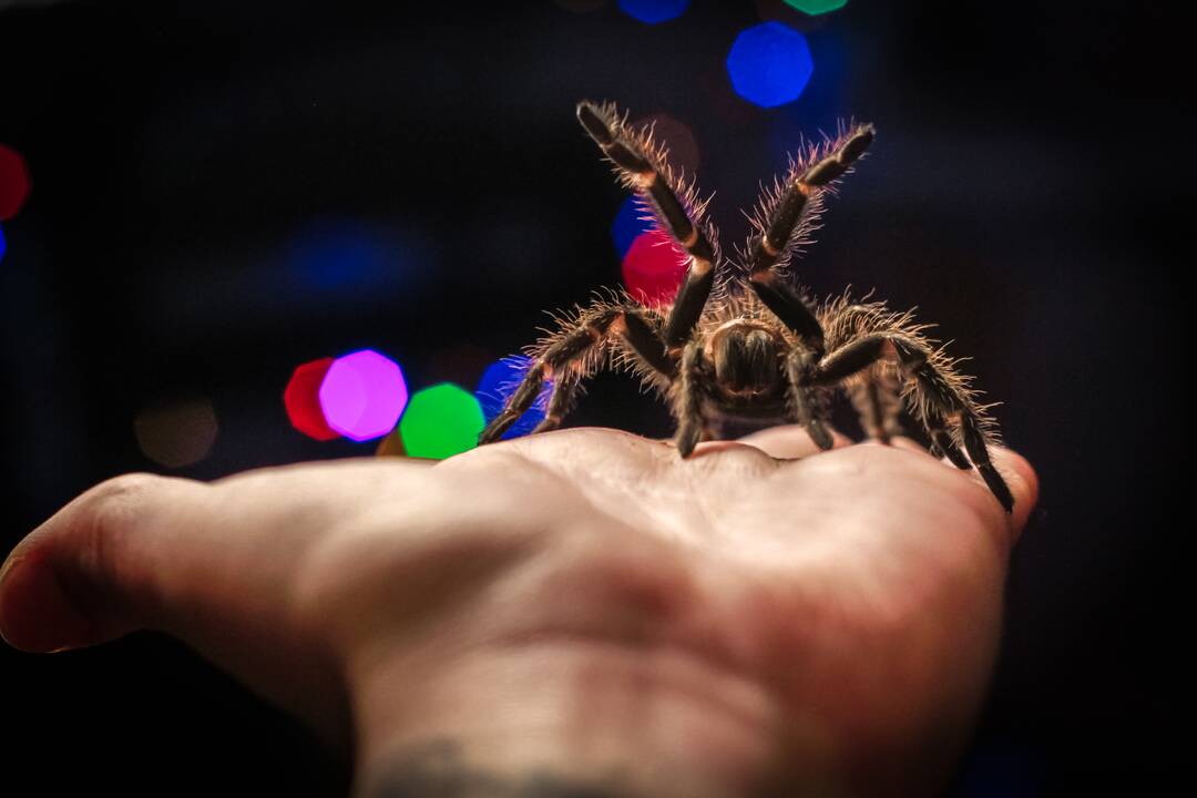 Virsmas: nuo mirties išgelbėtas broileriukas tapo namine, dresuota ir mylima višta Gulbe, kuri nori žmonių dėmesio ir greitai mokosi. 