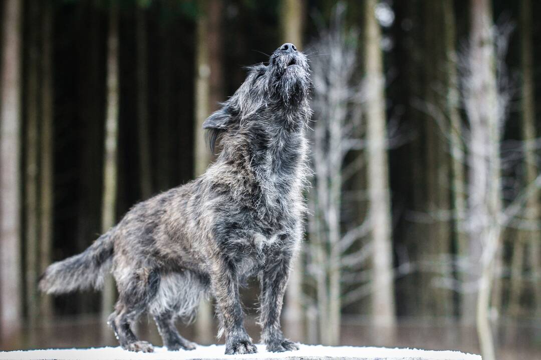 Virsmas: nuo mirties išgelbėtas broileriukas tapo namine, dresuota ir mylima višta Gulbe, kuri nori žmonių dėmesio ir greitai mokosi. 