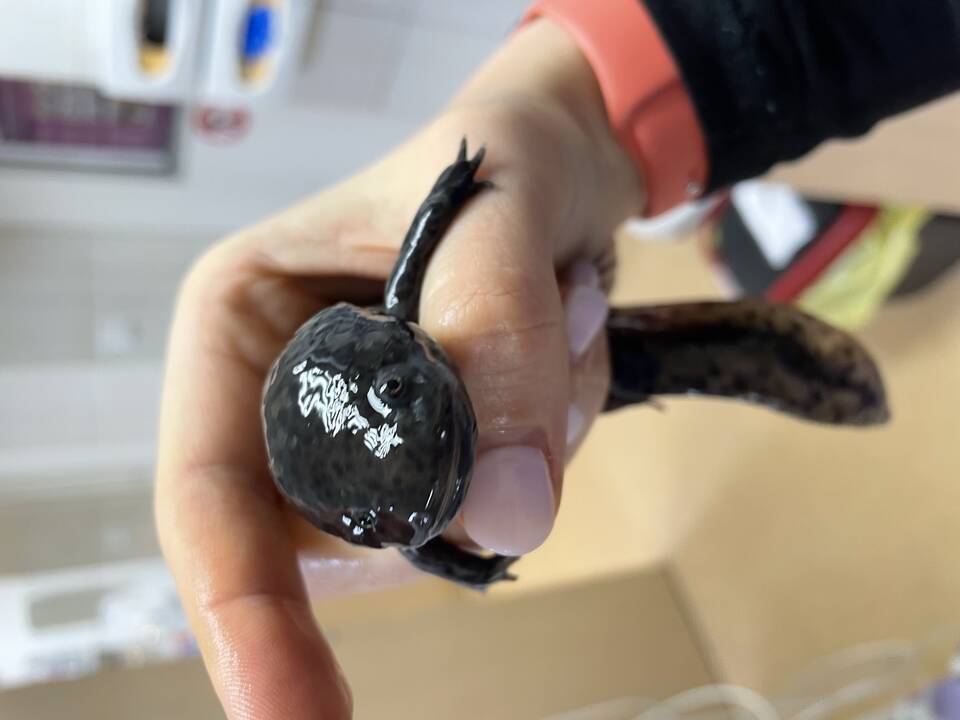 Globa: I.Plungytės būstas – tikri veterinaro namai.
