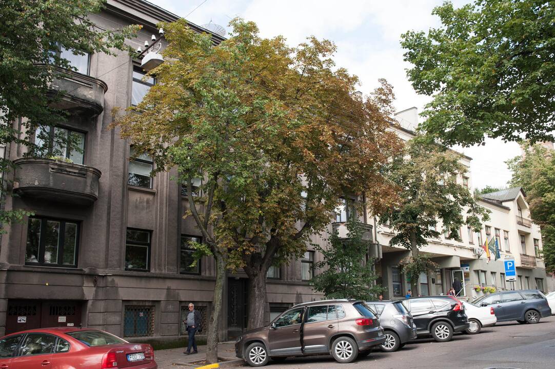Medžiai V. Putvinskio ir A. Mickevičiaus gatvėse