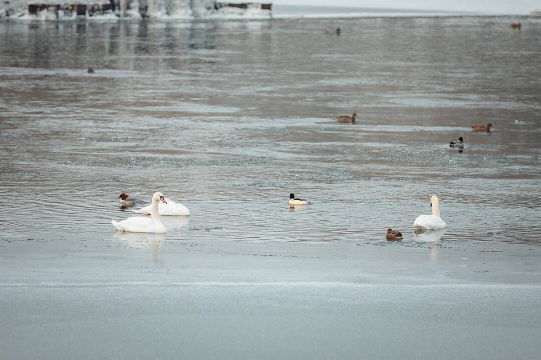 Kaune žiemojantys vandens paukščiai