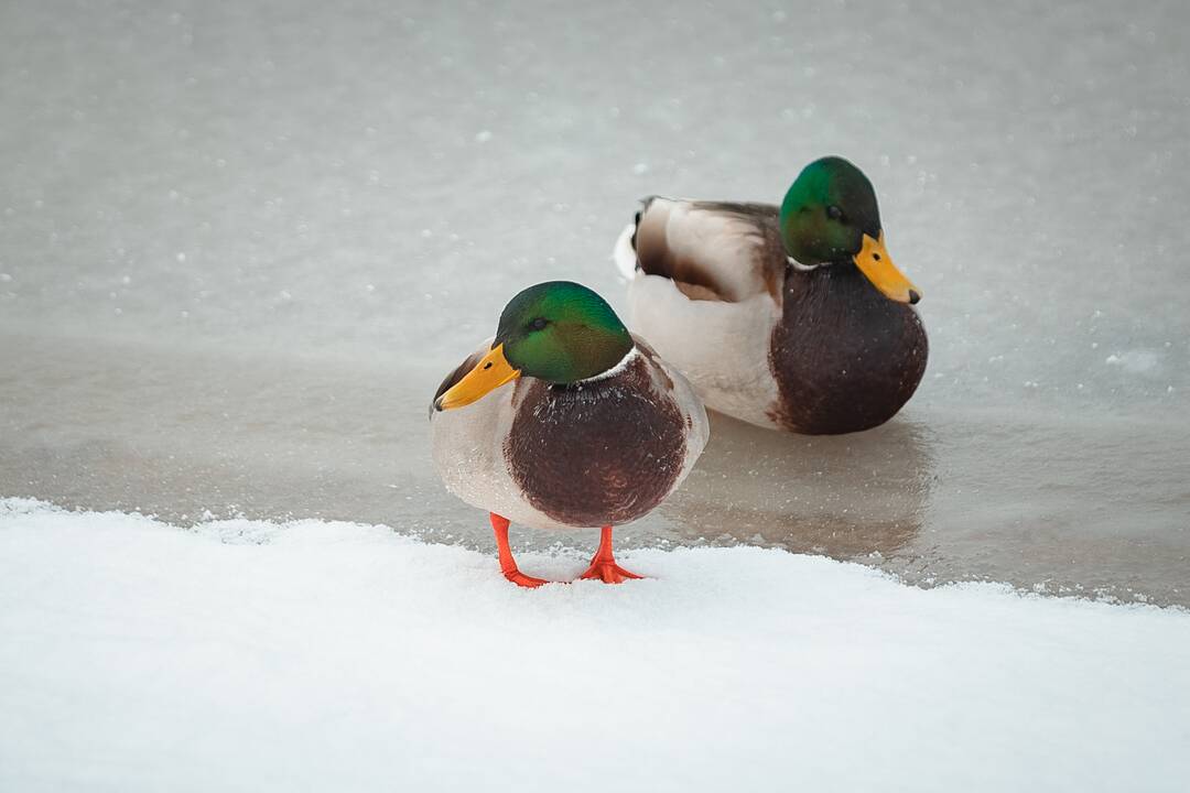 Kaune žiemojantys vandens paukščiai