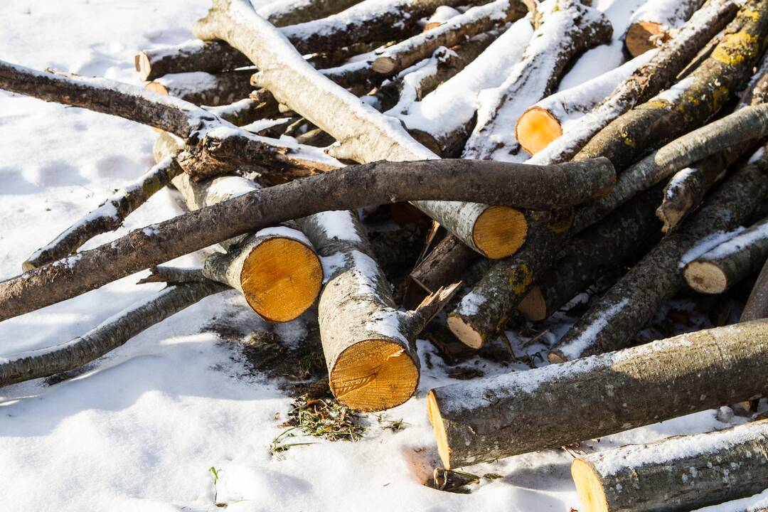 Už neteisėtai nupjautus medžius kaltininkai turės atlyginti 13 tūkst. eurų žalą