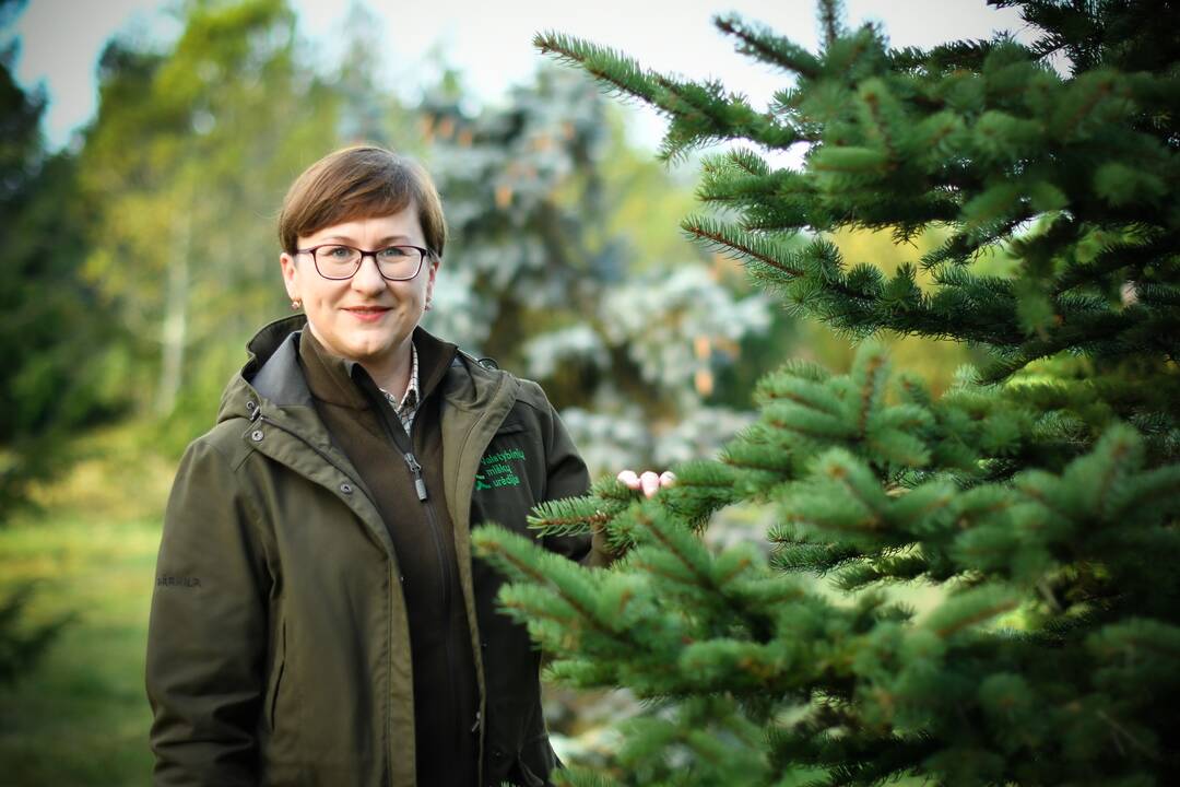 Nemalonumai: klaipėdietės nuomone, neva pavojingą augalą reikėtų išrauti su šaknimis.