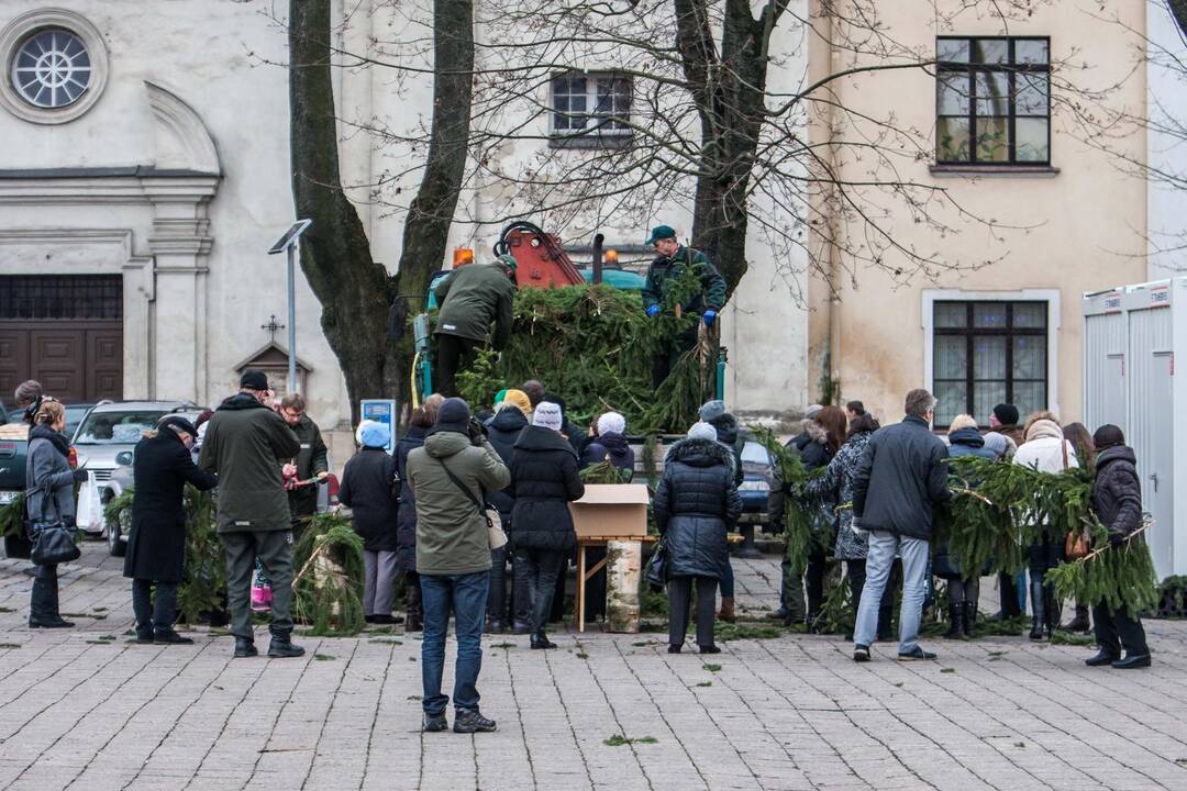 Kauniečiams dalijo eglių šakas