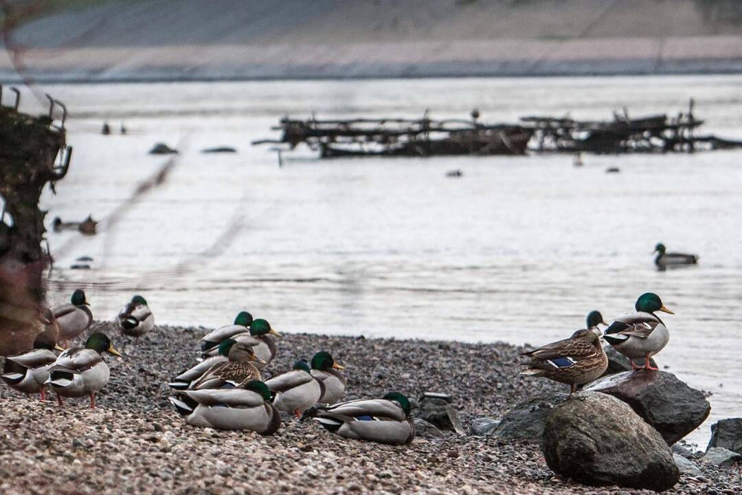 Neišskridę žiemoti sparnuočiai būriuojasi vandens telkiniuose