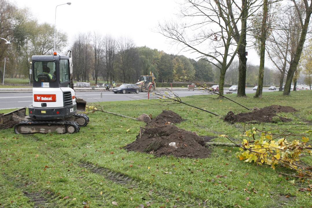 Žaliuos: Mokyklos gatvėje vyksta medelių sodinimo darbai.