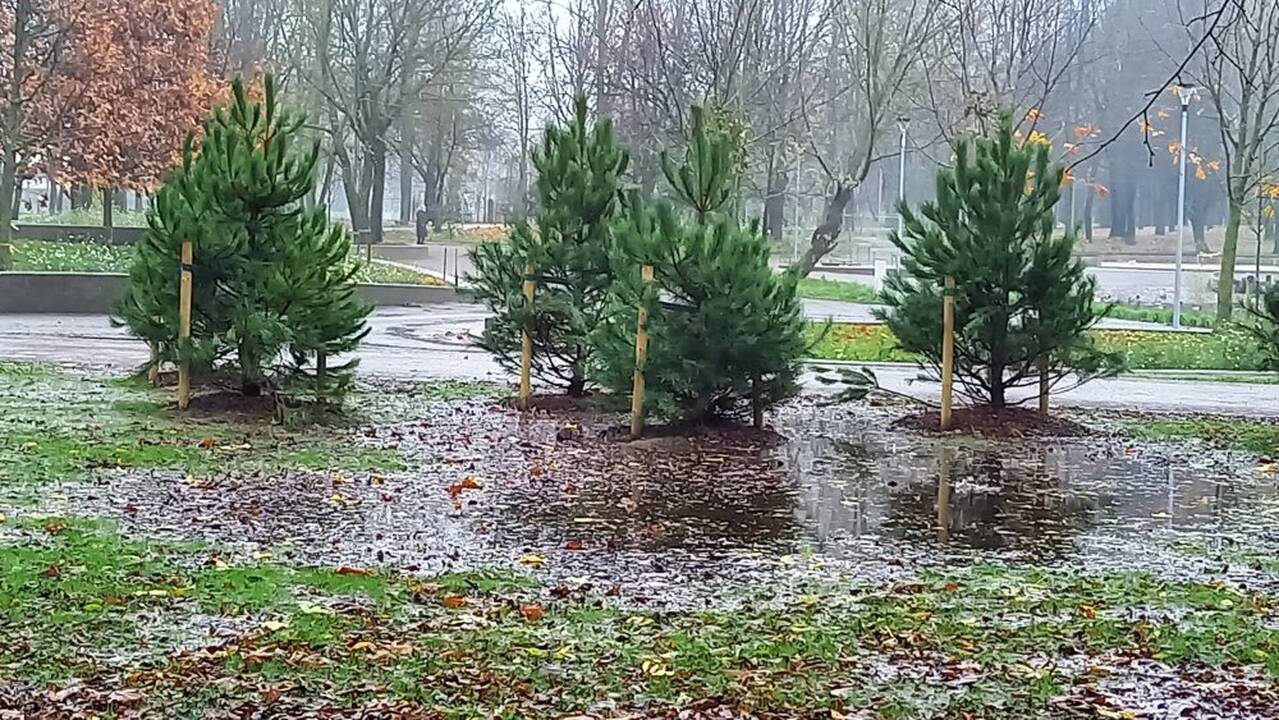 Emocija: gyventojai, išvydę vandenyje mirkstančias pušis, nemaloniai nustebo.