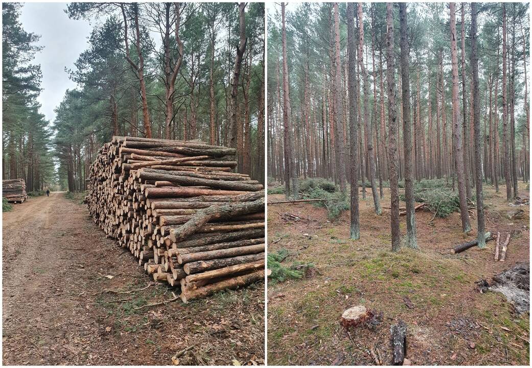 Užfiksavo: žmonės, ties Kastyčio gatve išvydę kertamą pajūrio mišką, ėmė ieškoti kaltųjų. Tačiau paaiškėjo, kad miškininkai čia valo apleistus plotus, kurie virs parko tipo mišku.