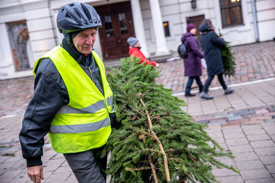 Kaune nemokamai dalinamos eglučių šakos