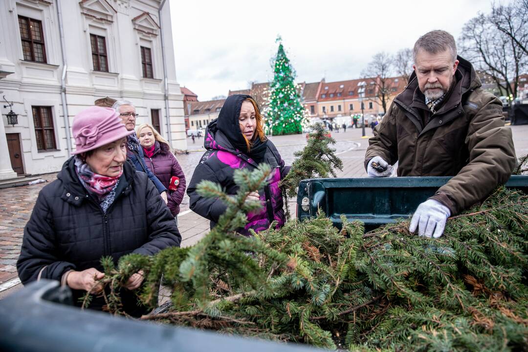 Kaune nemokamai dalinamos eglučių šakos