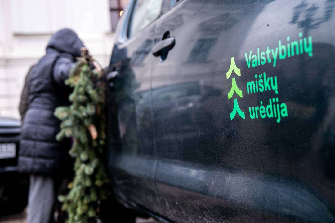 Kaune nemokamai dalinamos eglučių šakos
