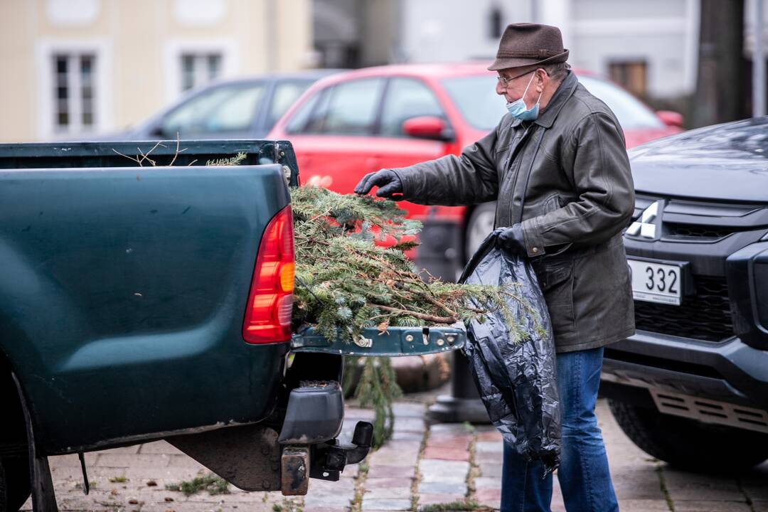 Kaune nemokamai dalinamos eglučių šakos