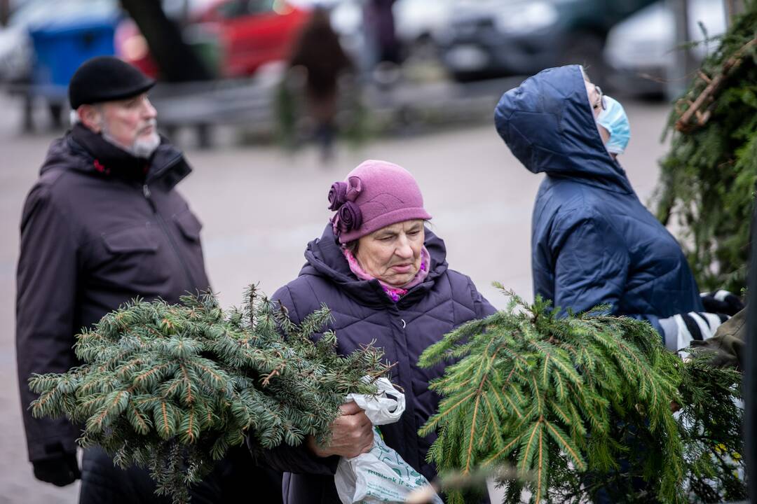 Kaune nemokamai dalinamos eglučių šakos