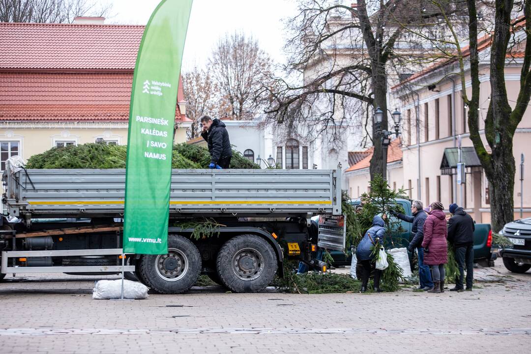 Kaune nemokamai dalinamos eglučių šakos