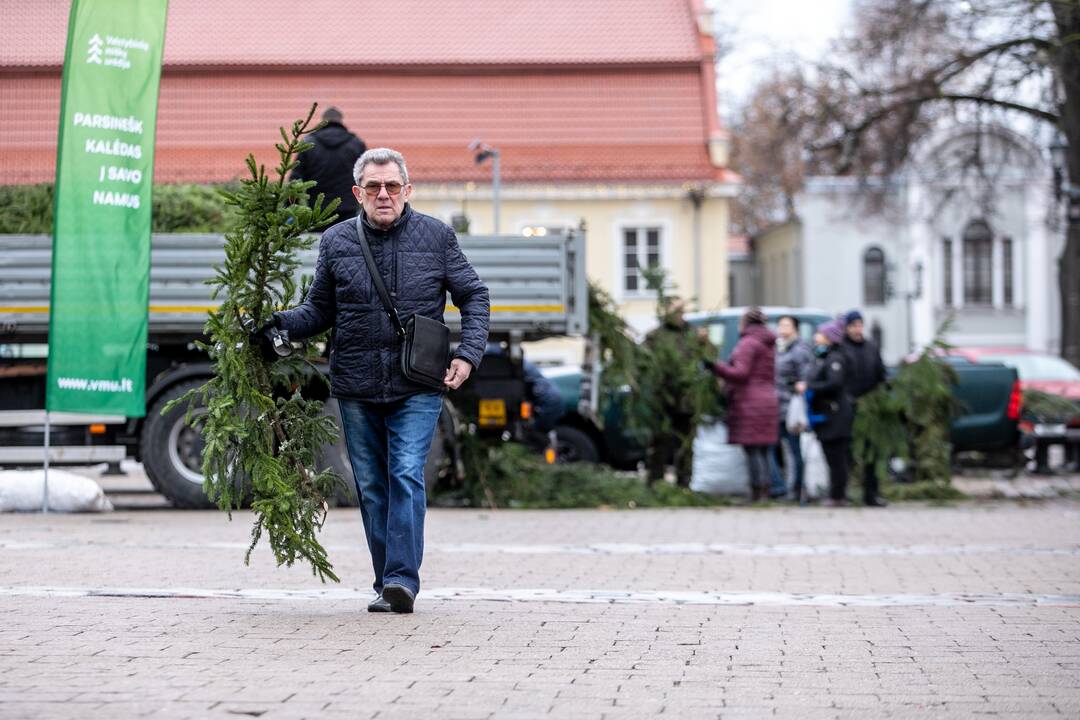 Kaune nemokamai dalinamos eglučių šakos