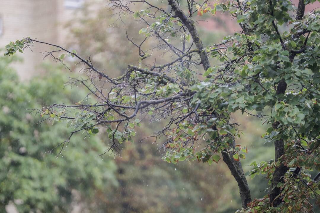 Vietomis Kauną skalavo smarkus lietus