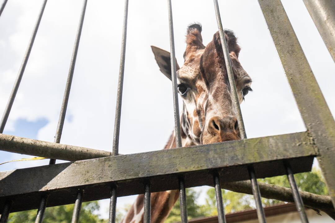 Lietuvos zoologijos sode karaliauja statybų technika