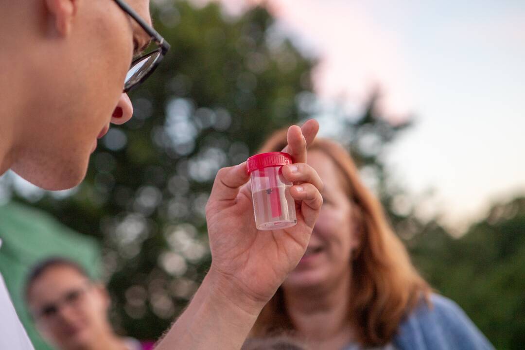 Drugelių paieškos Šilainiuose